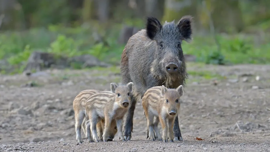 다음중 야산에서 만났을때 제일 위험한 동물은?.jpg_4.webp